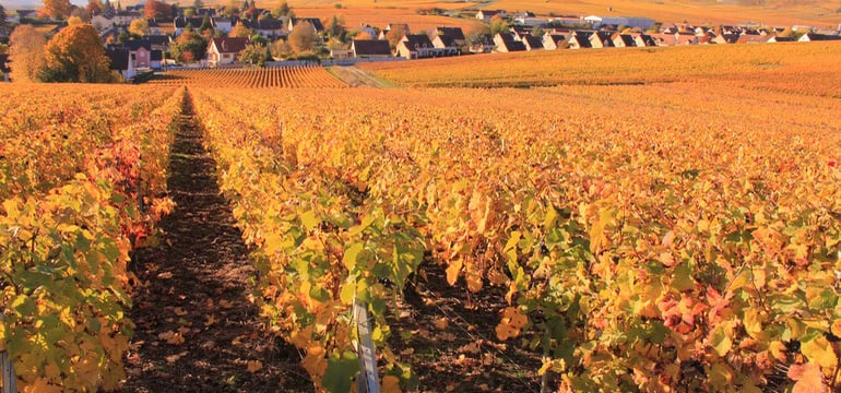 Autumn colors of the vineyard