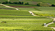 Champagne Vineyard