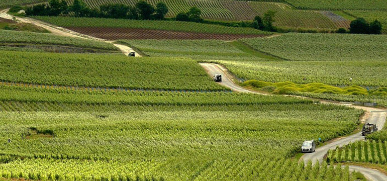 Driving through the Champagne vineyards
