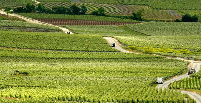 Half Day Champagne Tours by Train